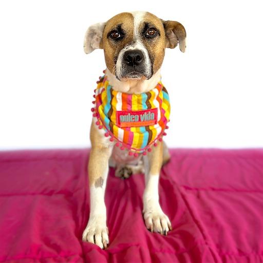 Enlarge LULU (Tripod), a Adopted mixed breed in San Diego, CA image 4/6