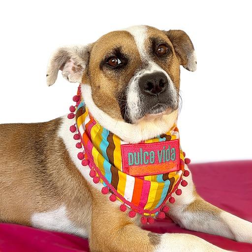 Enlarge LULU (Tripod), a Adopted mixed breed in San Diego, CA image 6/6