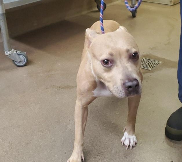 COCO, Adoptable, Adult Female Pit Bull Terrier.