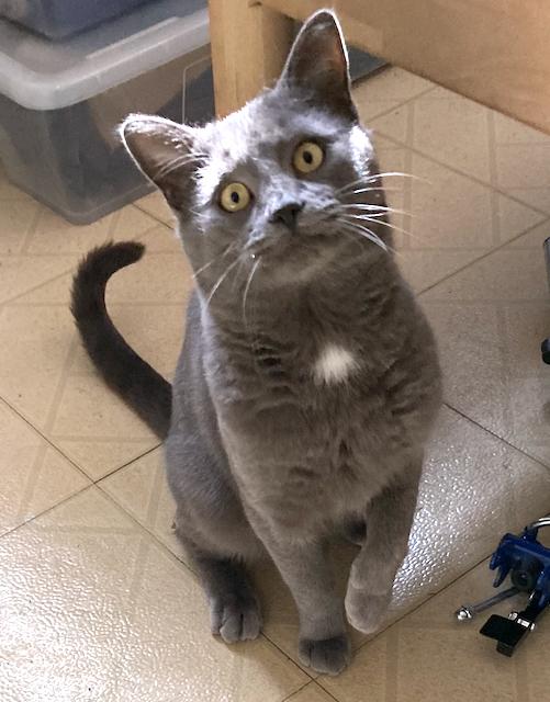 Enlarge Grayson - personality plus!, an adoptable mixed breed in Durham, CT image 1/5