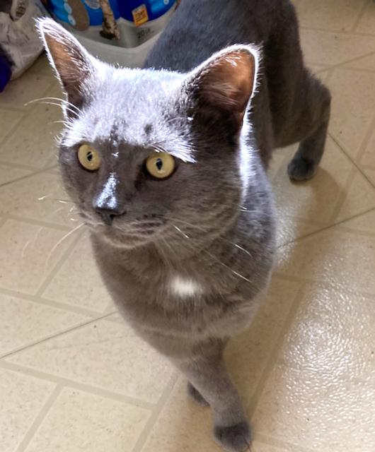 Enlarge Grayson - personality plus!, an adoptable mixed breed in Durham, CT image 3/5