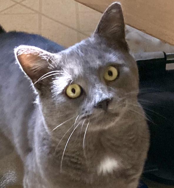 Enlarge Grayson - personality plus!, an adoptable mixed breed in Durham, CT image 4/5