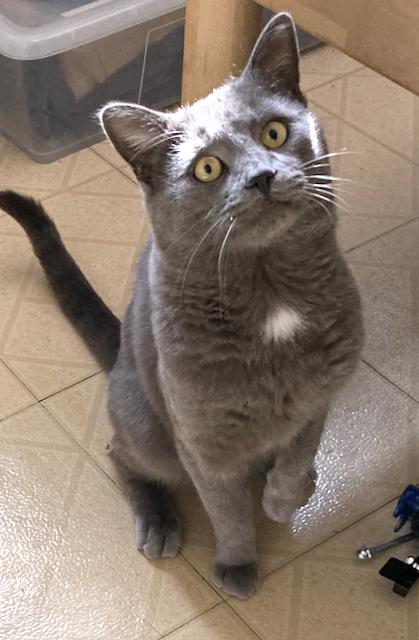 Enlarge Grayson - personality plus!, an adoptable mixed breed in Durham, CT image 5/5