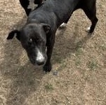 Enlarge Diamond - Transport Available, a Adoptable mixed breed in Nashua, NH image 3/4