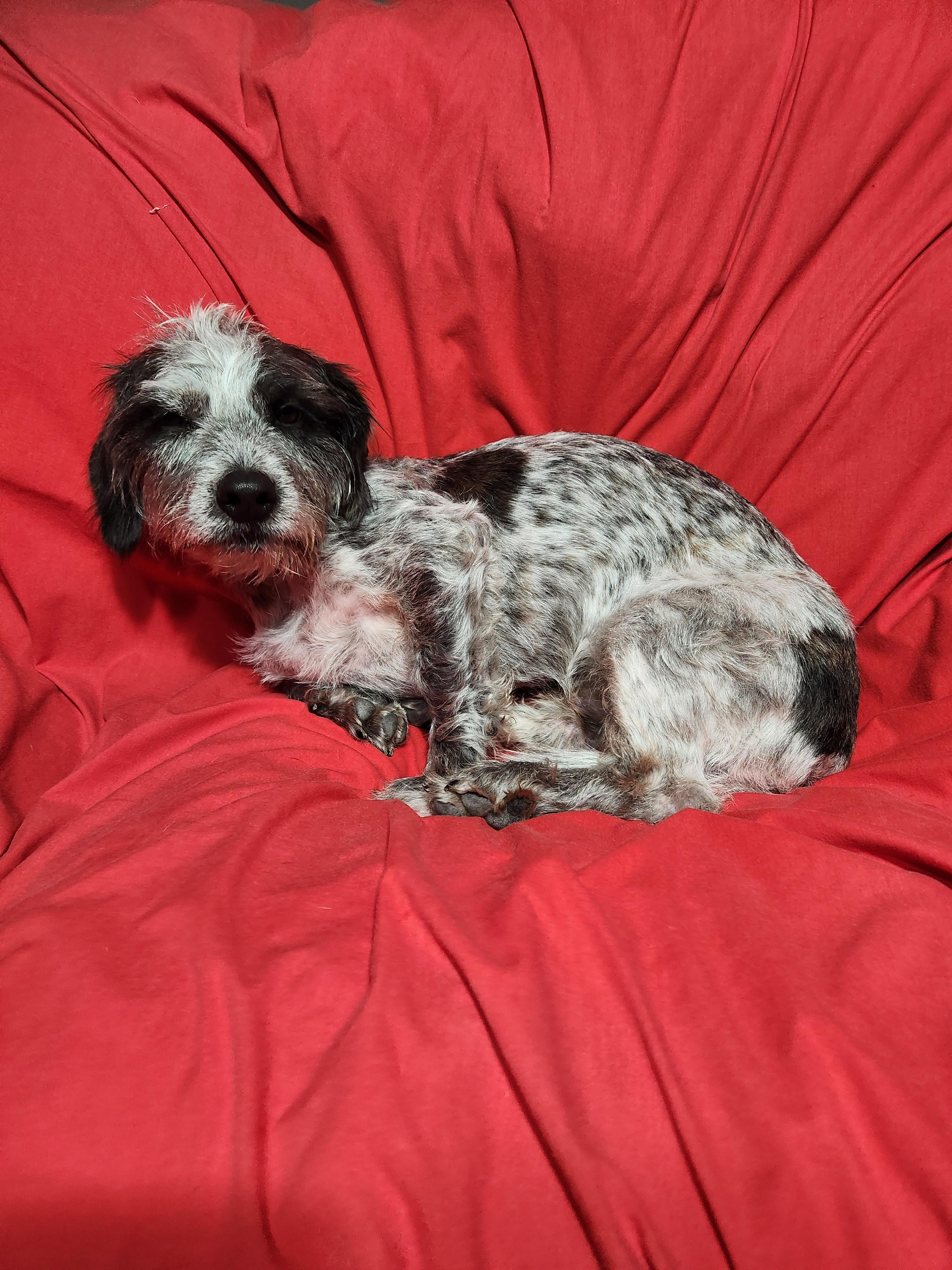 Gibbs