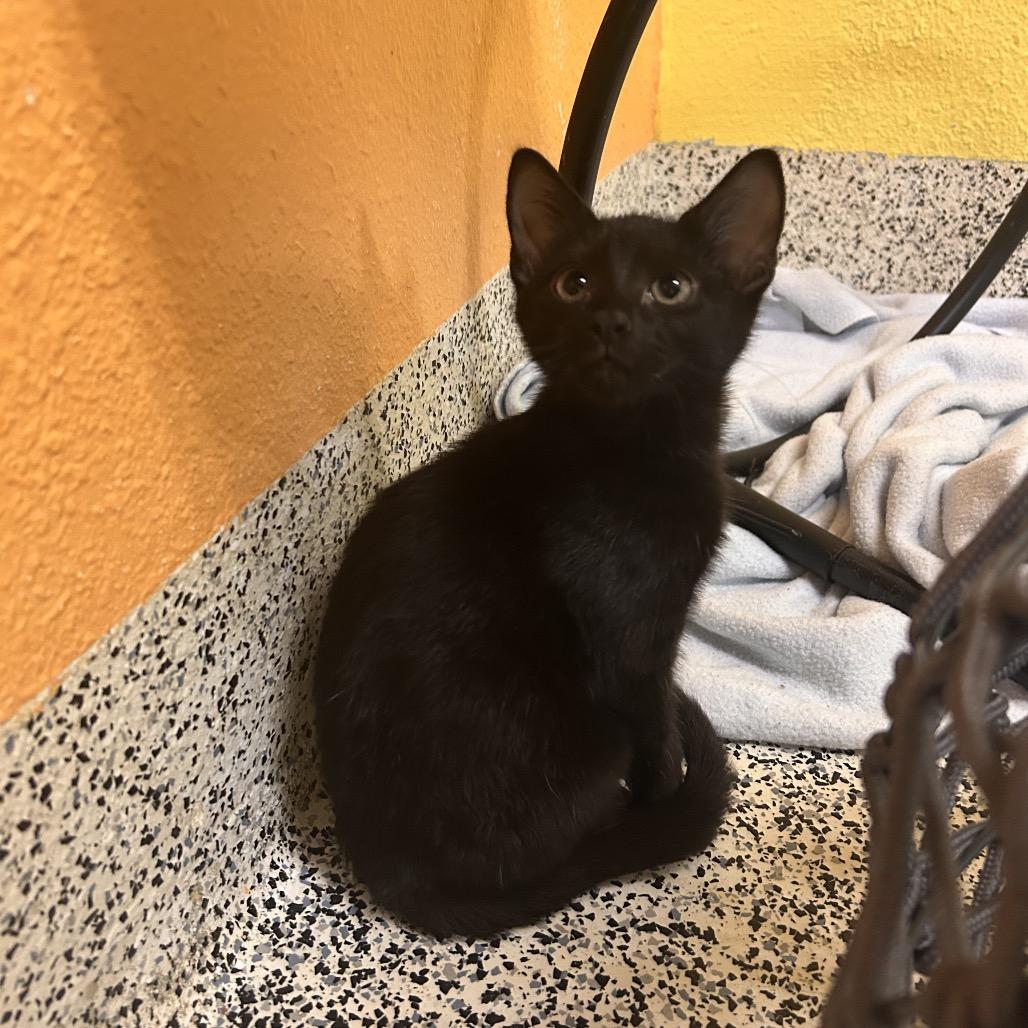 Regulus, a Adoptable Domestic Short Hair in Fresno, CA image 1/2