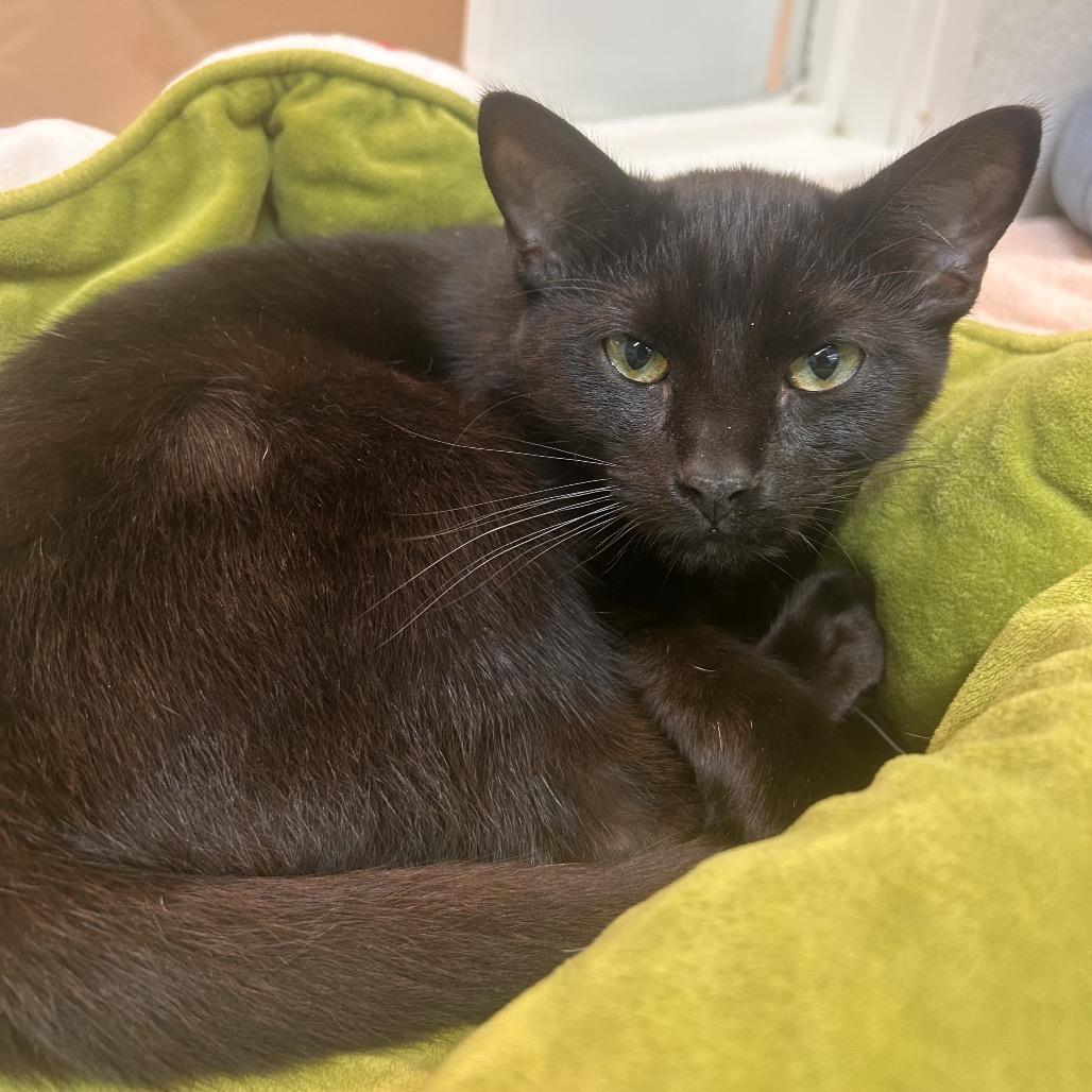 Regulus, a Adoptable Domestic Short Hair in Fresno, CA image 2/2