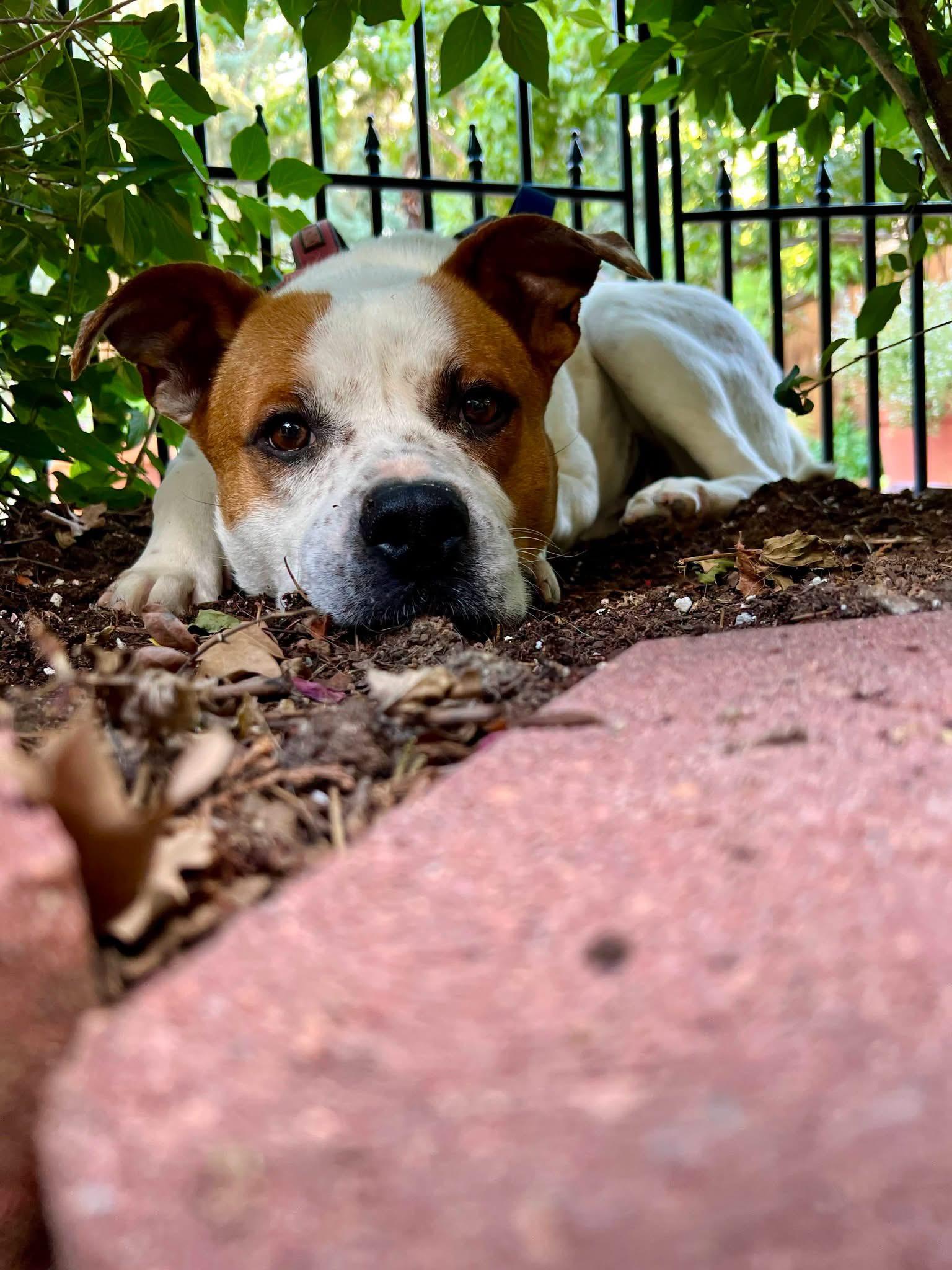 Bruce, Adoptable, Young Male Cattle Dog & Pit Bull Terrier.