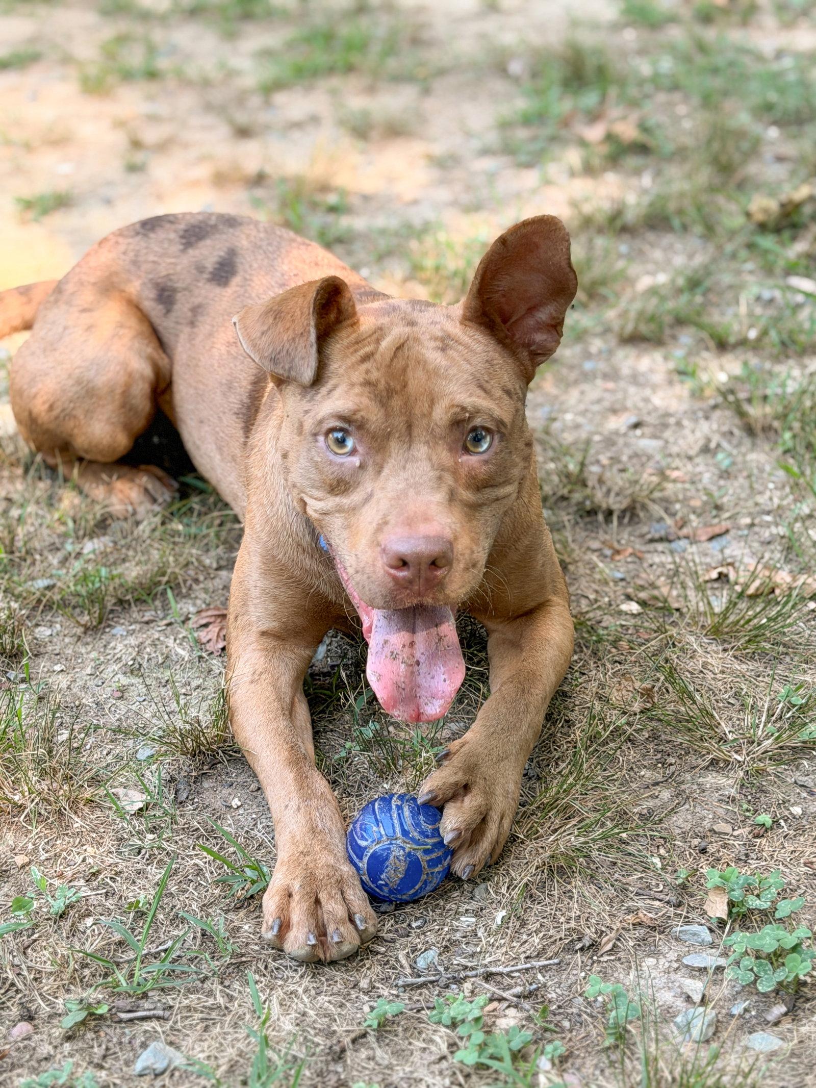 Slim Jim, Adoptable, Young Male Pit Bull Terrier.
