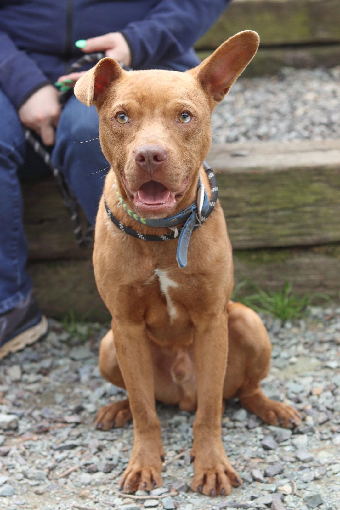 Slim Jim, Adoptable, Young Male Pit Bull Terrier.