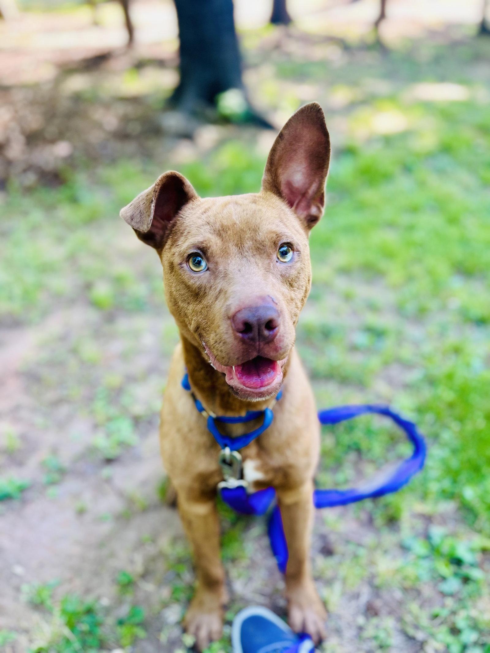 Enlarge Slim Jim, a Adoptable Pit Bull Terrier in Sanford, NC image 1/3