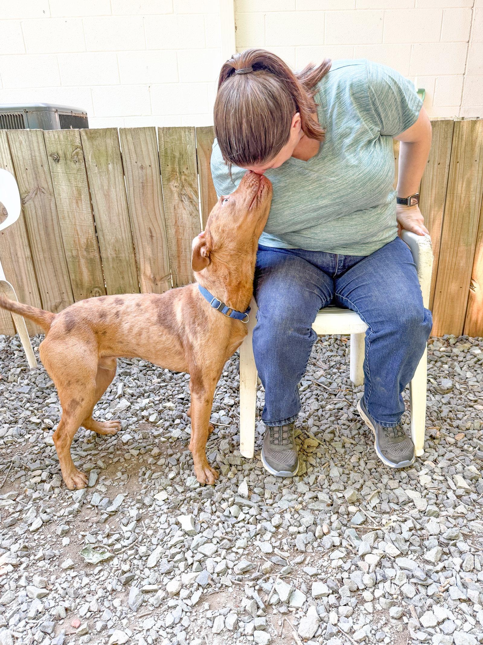 Slim Jim, Adoptable, Puppy Male Pit Bull Terrier.