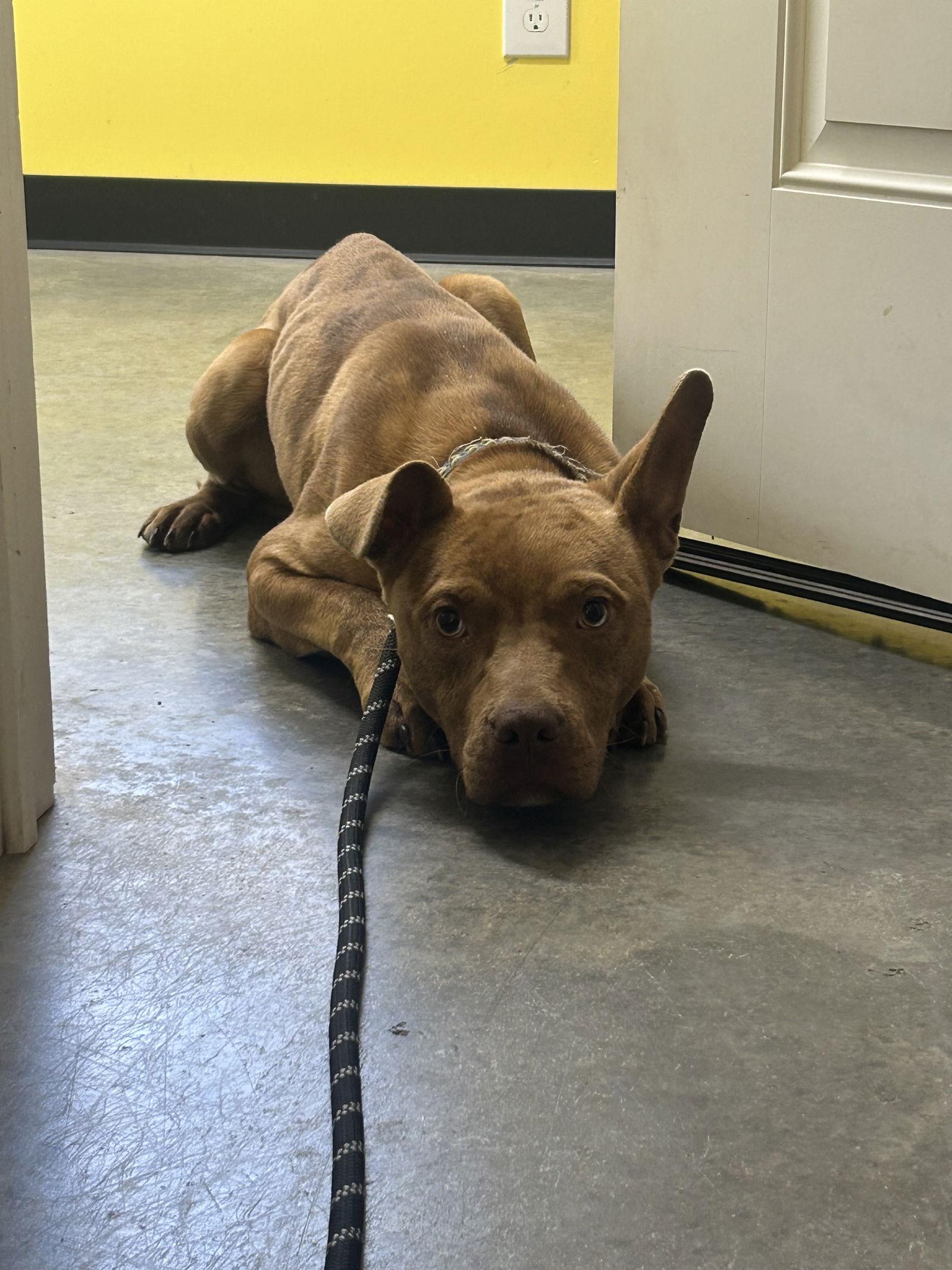 Enlarge Slim Jim, a Adoptable Pit Bull Terrier in Sanford, NC image 3/3