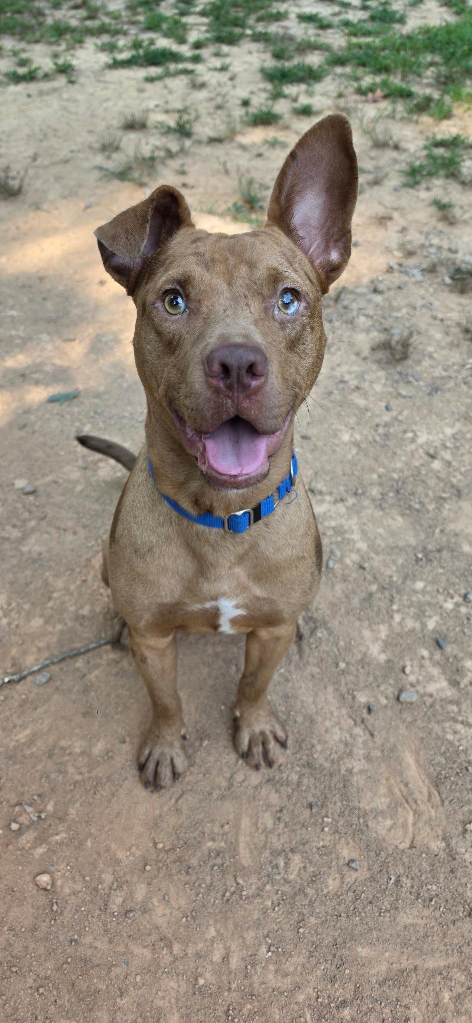 Enlarge Slim Jim, a Adoptable Pit Bull Terrier in Sanford, NC image 3/3
