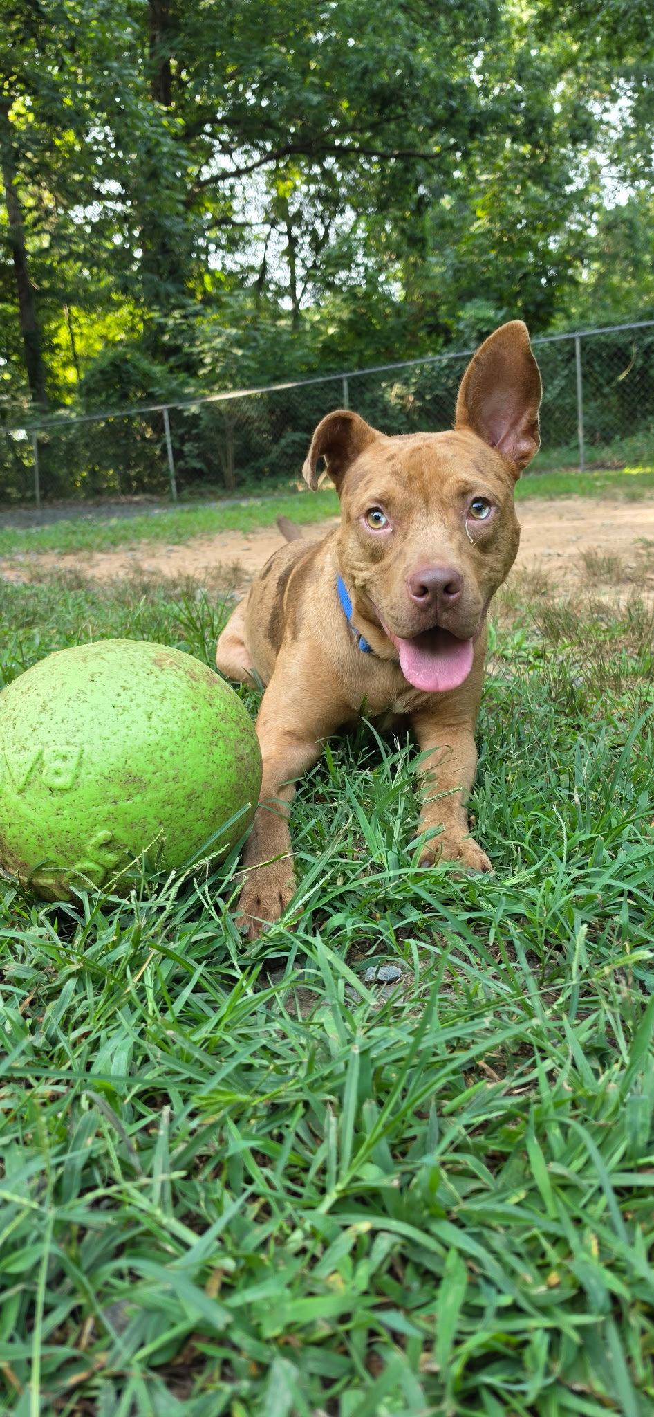 Enlarge Slim Jim, a Adoptable Pit Bull Terrier in Sanford, NC image 3/3