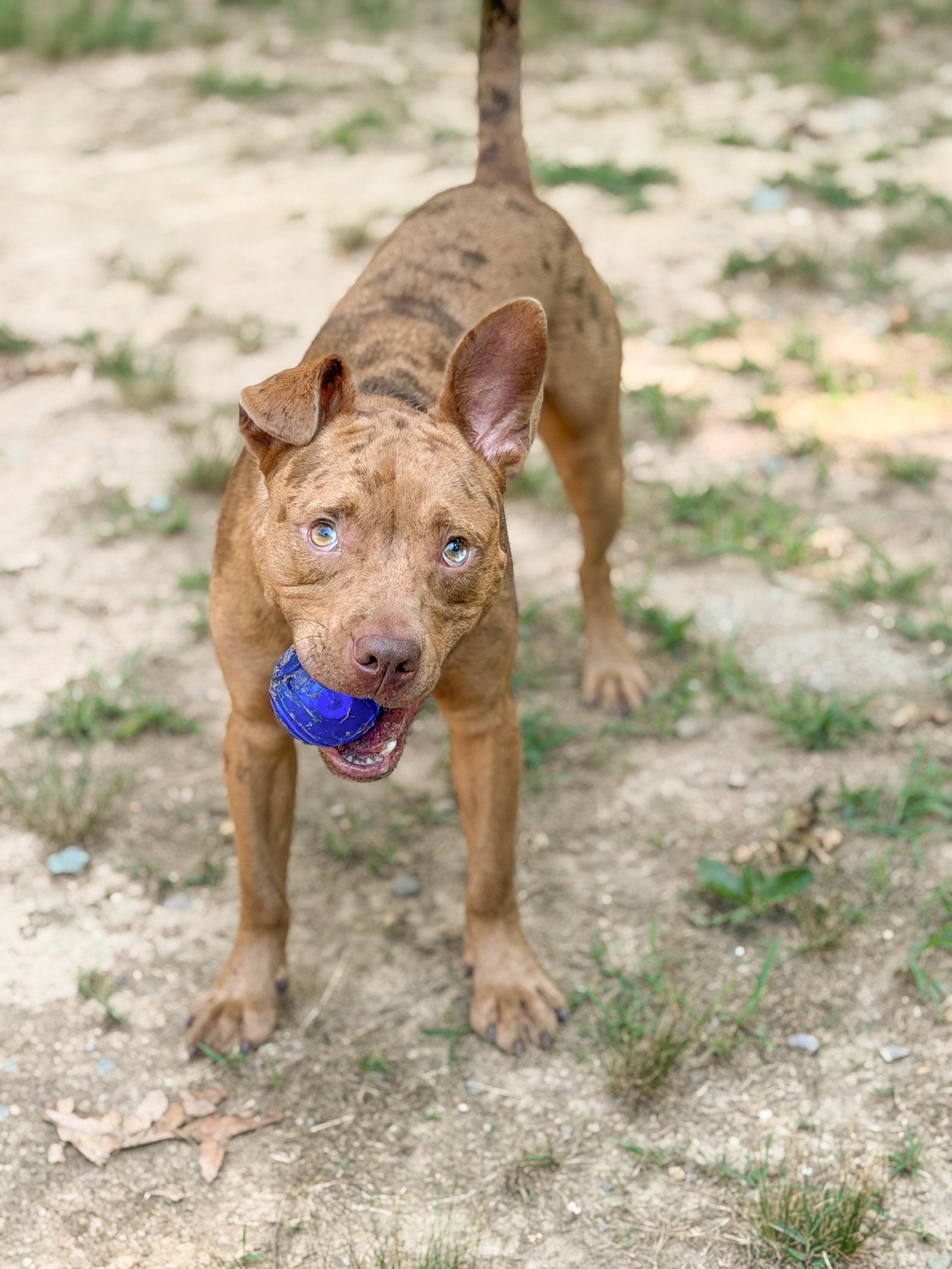 Enlarge Slim Jim, a Adoptable Pit Bull Terrier in Sanford, NC image 3/3