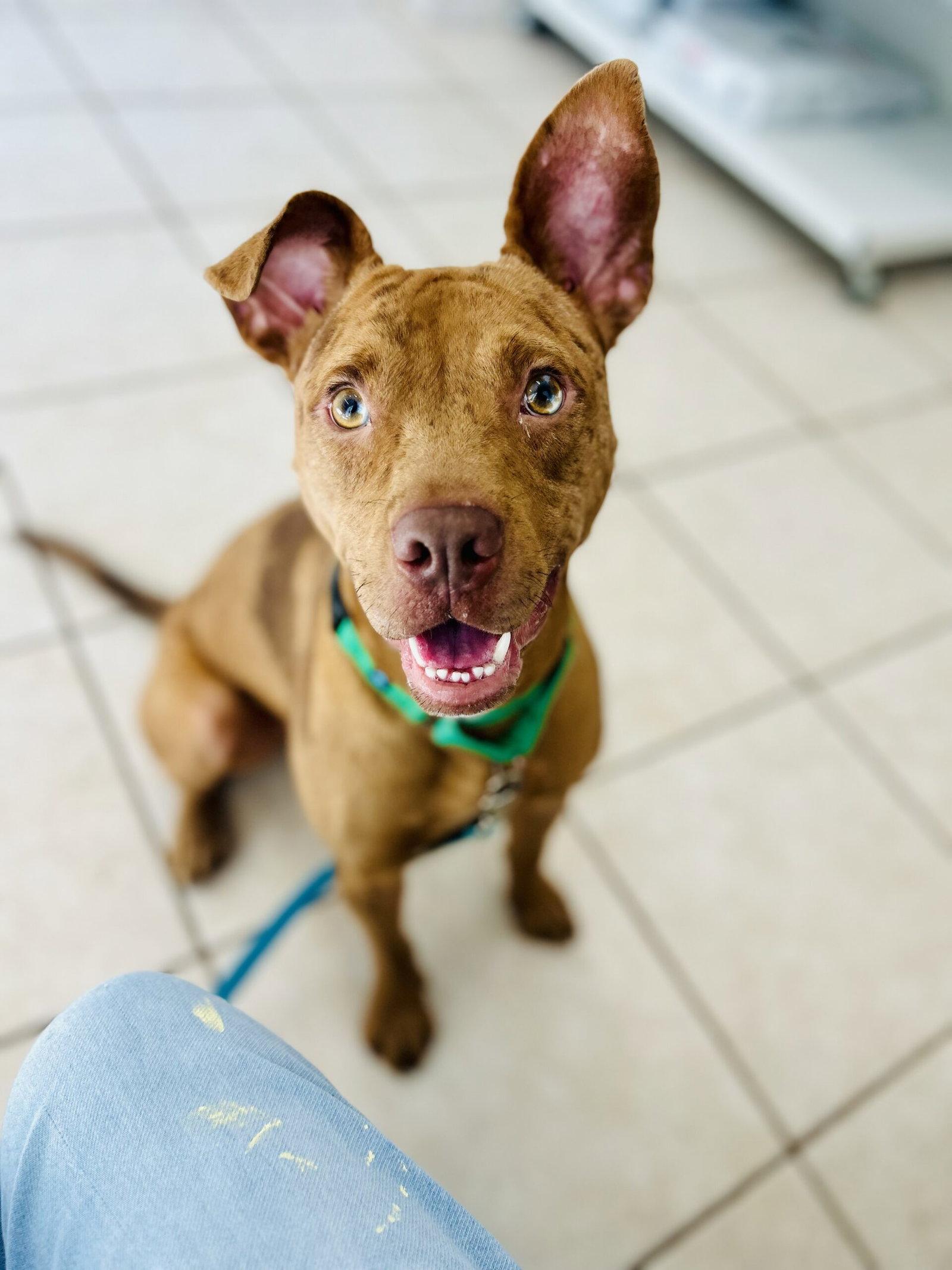 Enlarge Slim Jim, a Adoptable Pit Bull Terrier in Sanford, NC image 3/3