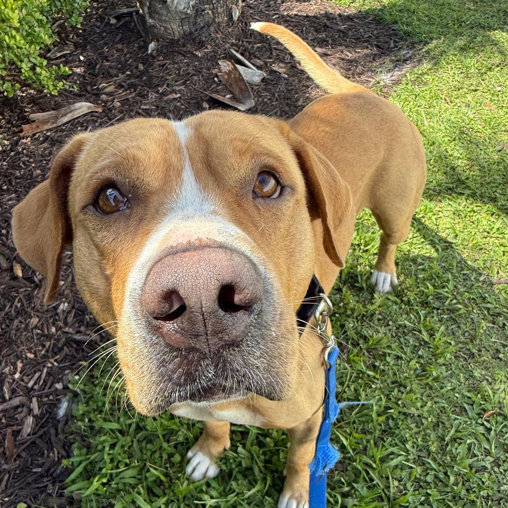 Kevin, Adoptable, Adult Male Mixed Breed.