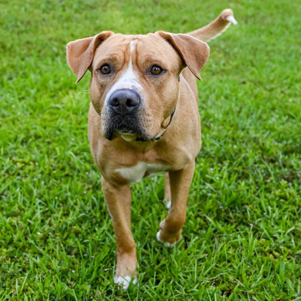 Kevin, a Adoptable Mixed Breed in Sarasota, FL image 3/6