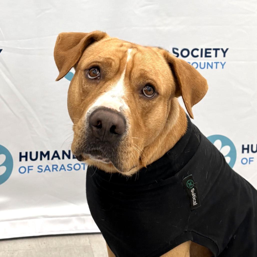 Kevin, a Adoptable Mixed Breed in Sarasota, FL image 4/6