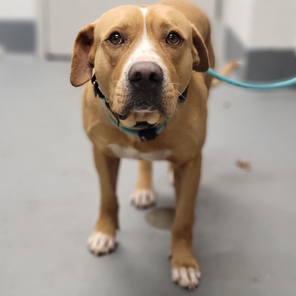 Kevin, a Adoptable Mixed Breed in Sarasota, FL image 5/6