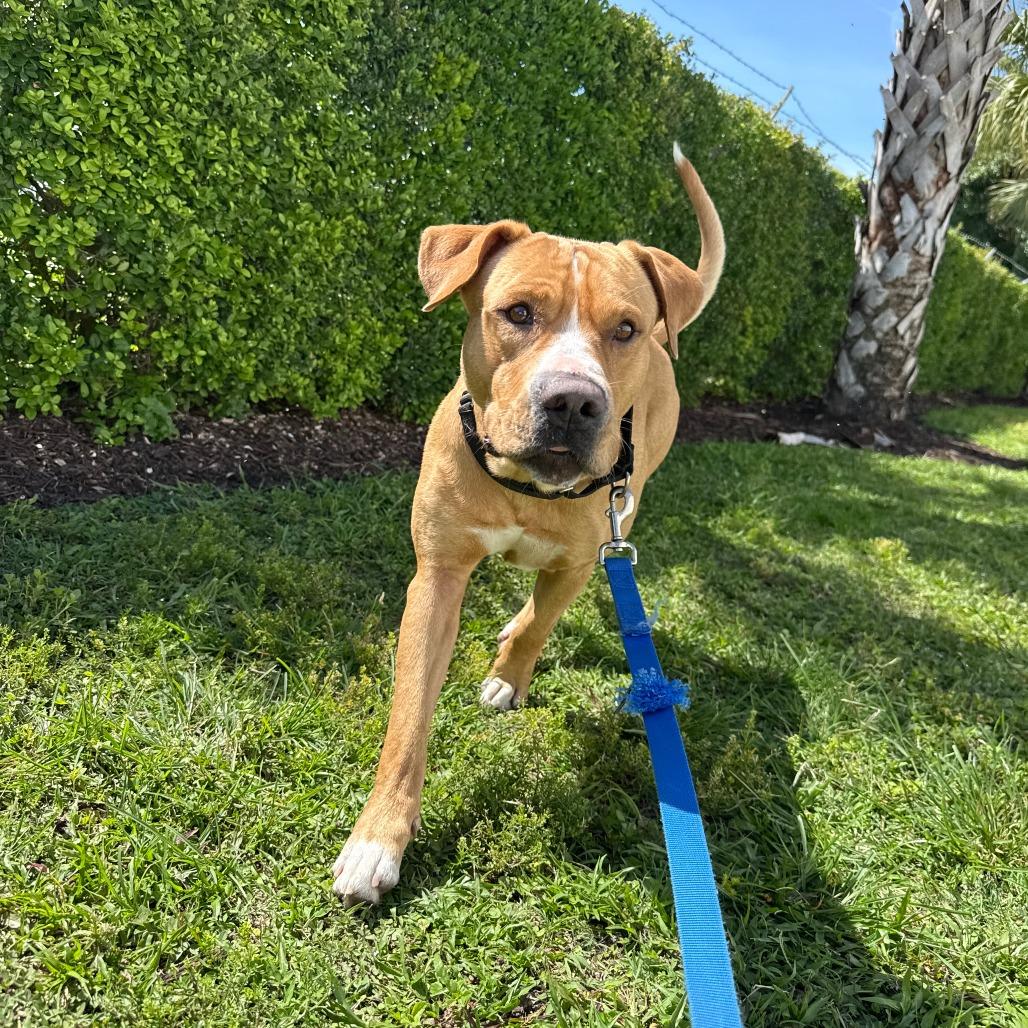 Kevin, a Adoptable Mixed Breed in Sarasota, FL image 6/6