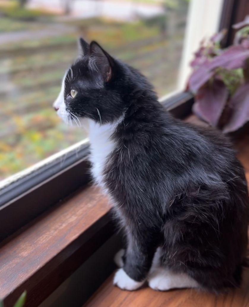 Rudy, Adoptable, Kitten Male Tuxedo.
