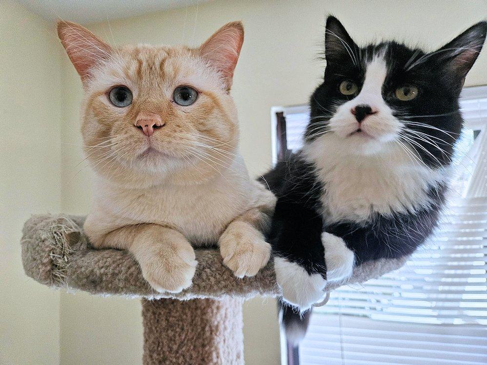 Rudy, a Adoptable Tuxedo in White Bear Lake, MN image 1/6