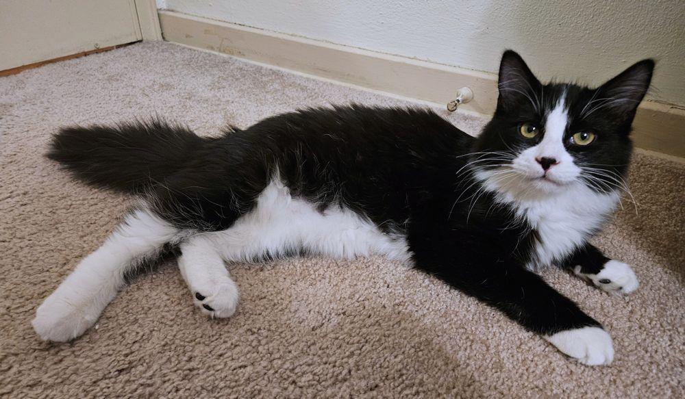 Kitten - Rudy, a Adoptable Tuxedo in White Bear Lake, MN image 1/6