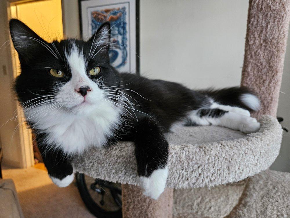 Enlarge Rudy, a Adoptable Tuxedo in White Bear Lake, MN image 5/5
