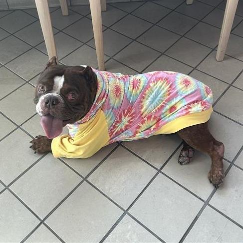 Rupert, Adoptable, Adult Male English Bulldog.