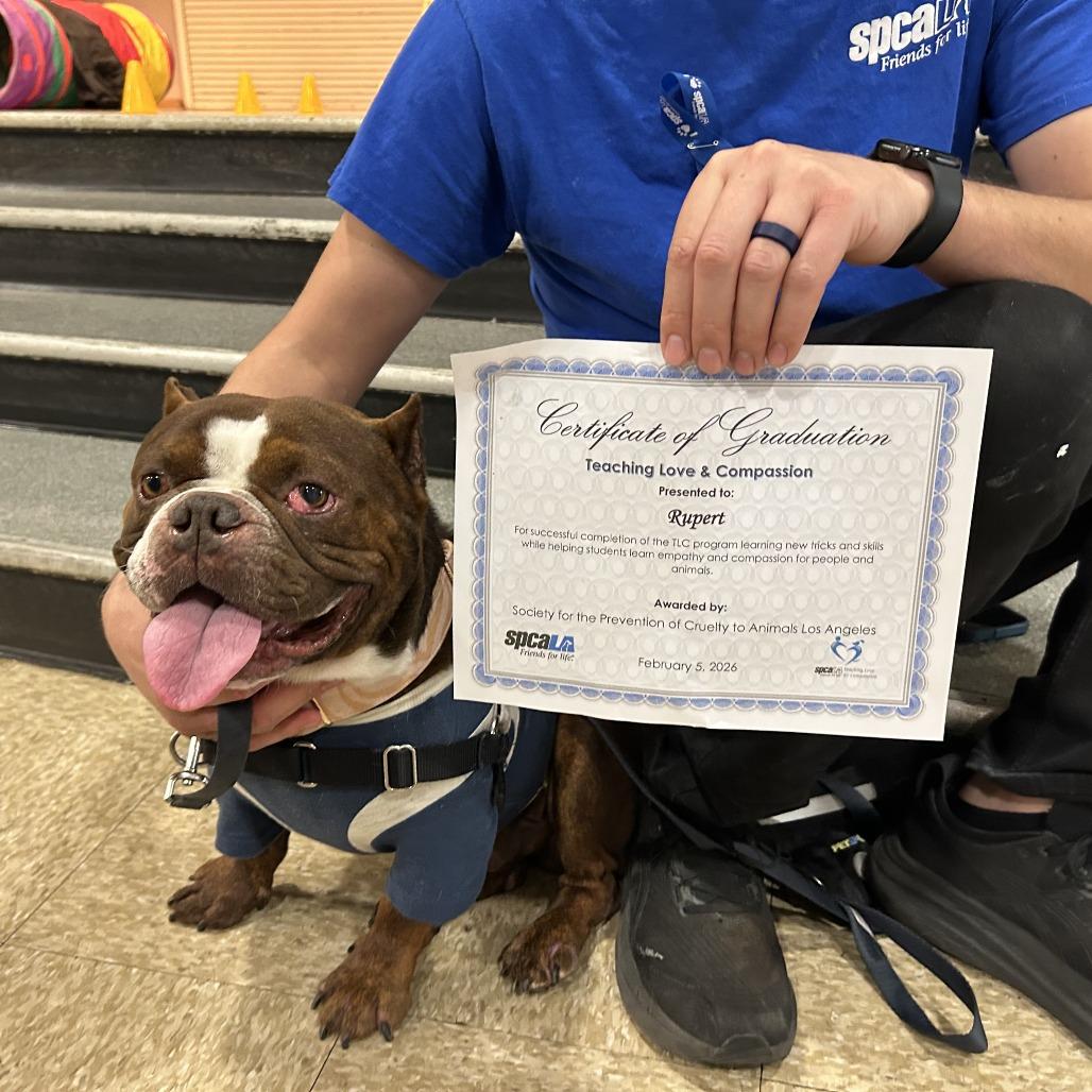 Enlarge Rupert, a Adoptable mixed breed in Long Beach, CA image 2/4