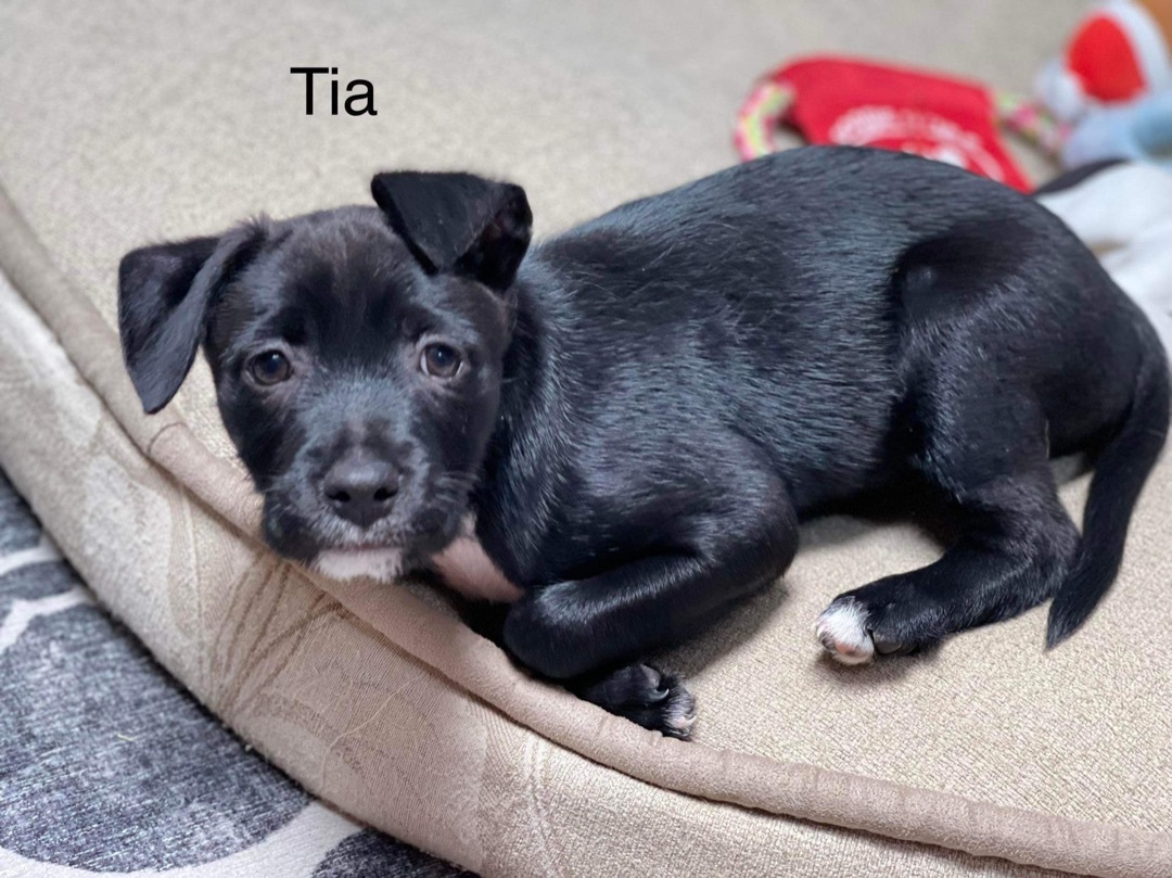 Enlarge Tia, a Adoptable mixed breed in Rancho Santa Fe, CA image 1/6