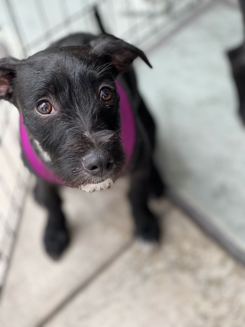 Enlarge Tia, a Adoptable mixed breed in Rancho Santa Fe, CA image 2/6