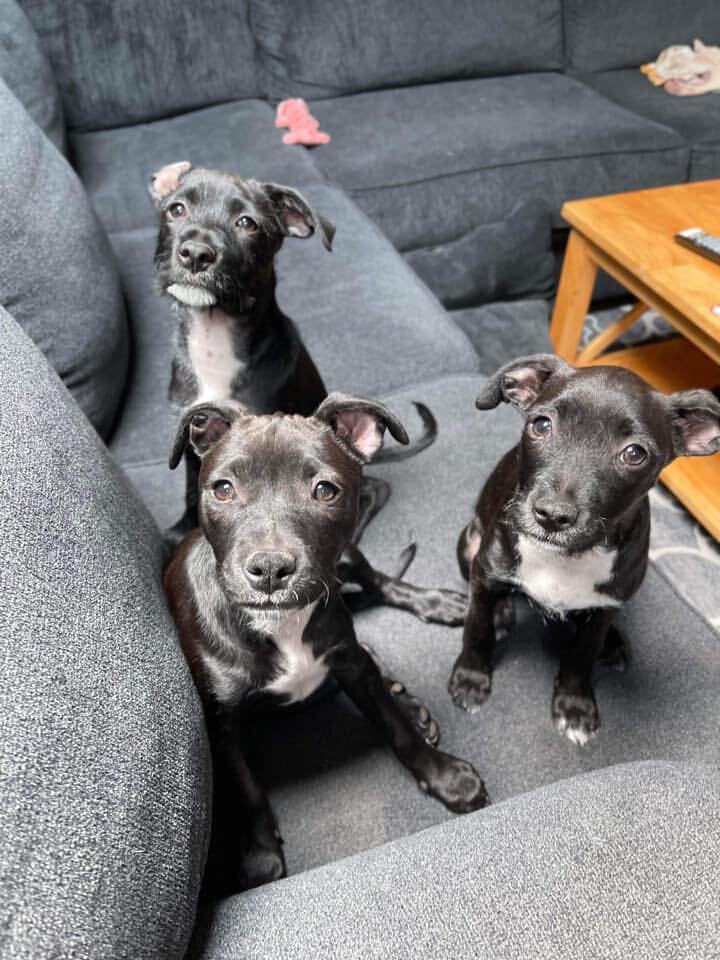 Enlarge Tia, a Adoptable mixed breed in Rancho Santa Fe, CA image 3/6