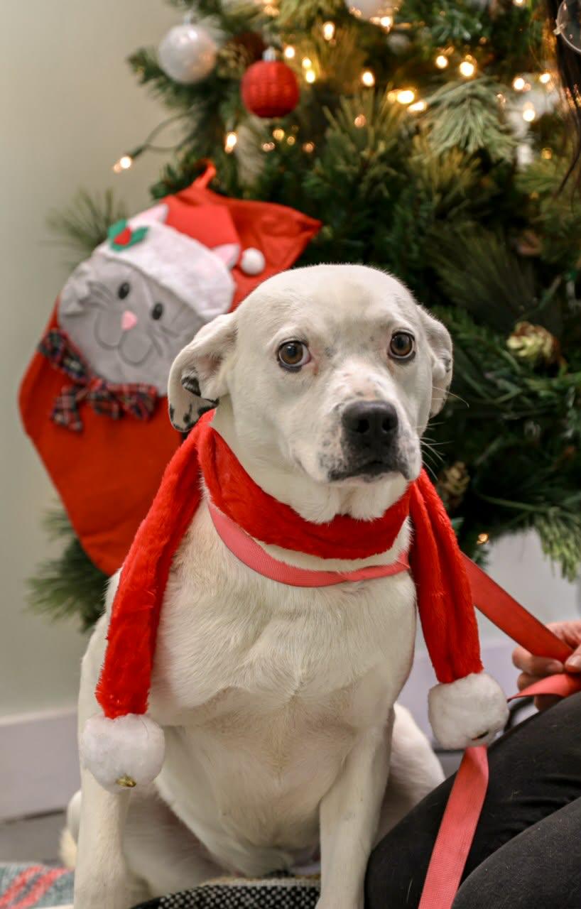 Enlarge Roxy, a Adopted Pit Bull Terrier in Fayetteville, WV image 1/4