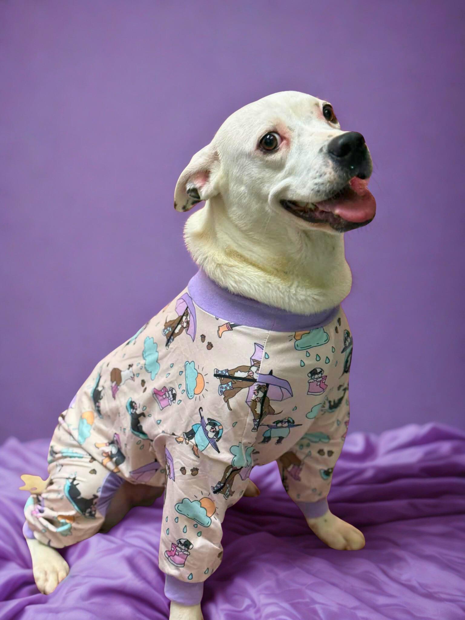 Enlarge Roxy, a Adopted Pit Bull Terrier in Fayetteville, WV image 2/4