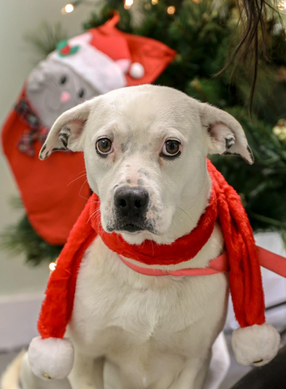 Enlarge Roxy, a Adopted Pit Bull Terrier in Fayetteville, WV image 4/4