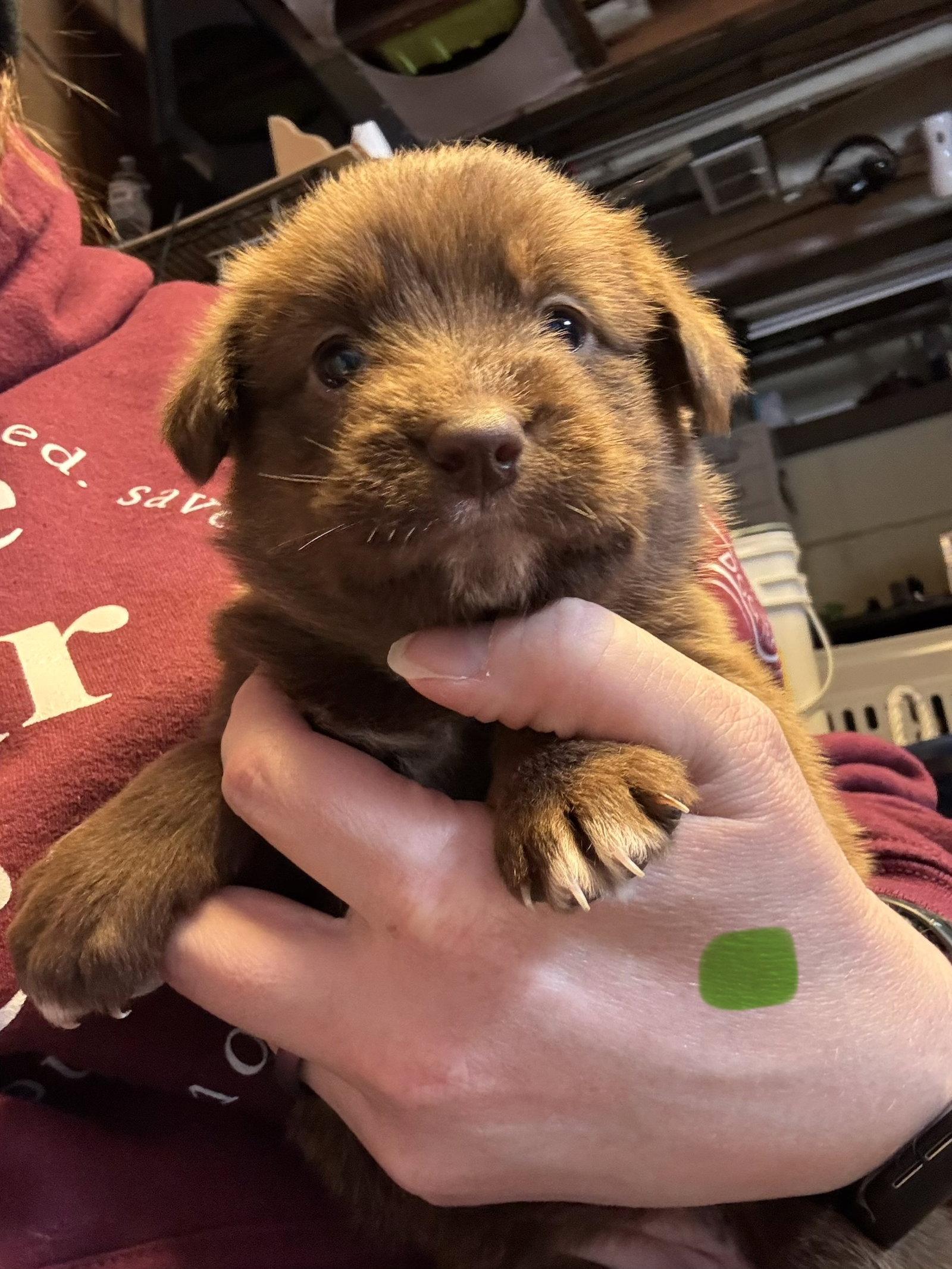 Teddy, Adoptable, Puppy Female Labrador Retriever.
