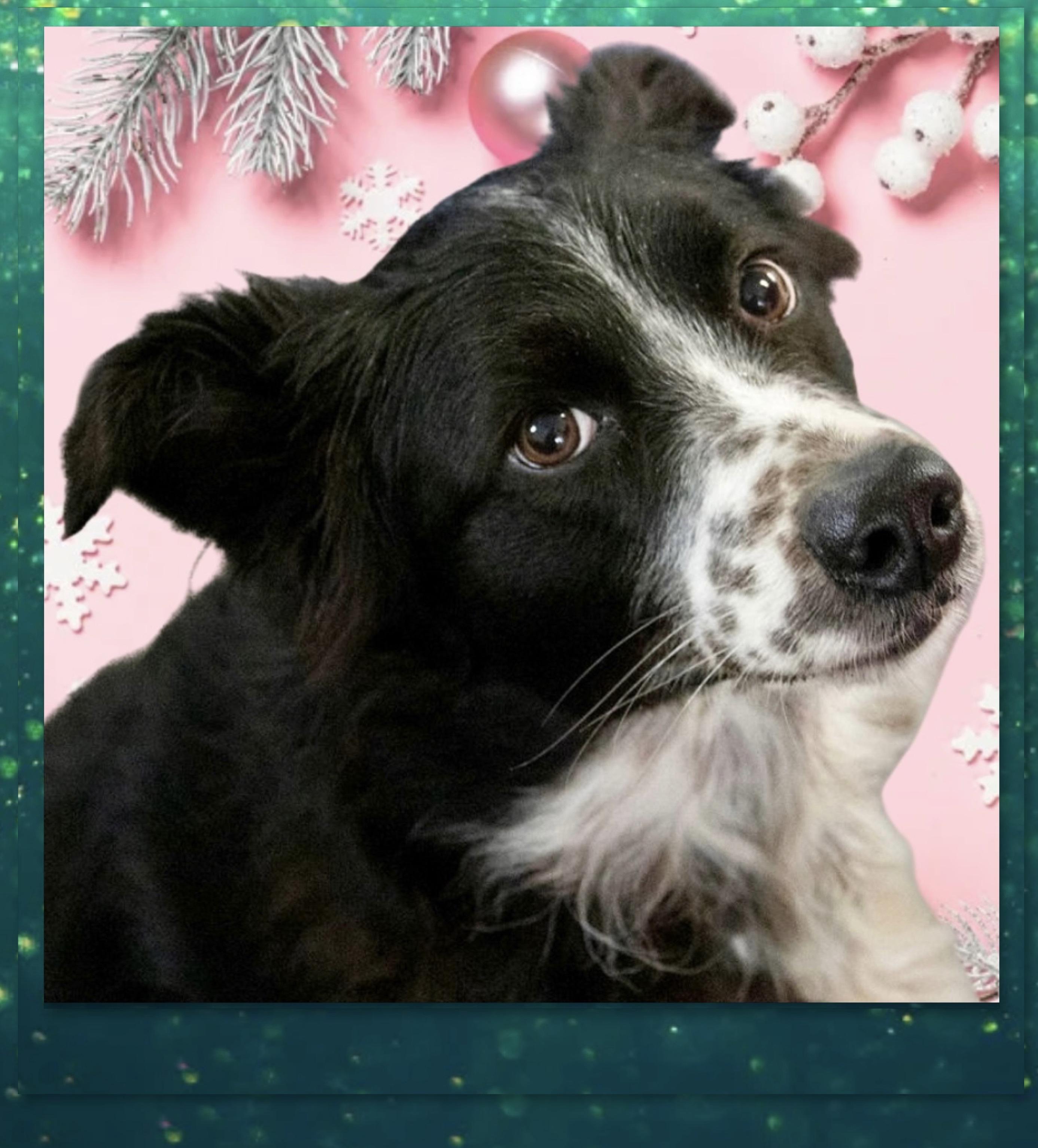 Gypsy, ADOPTABLE, Adult Female Australian Shepherd.