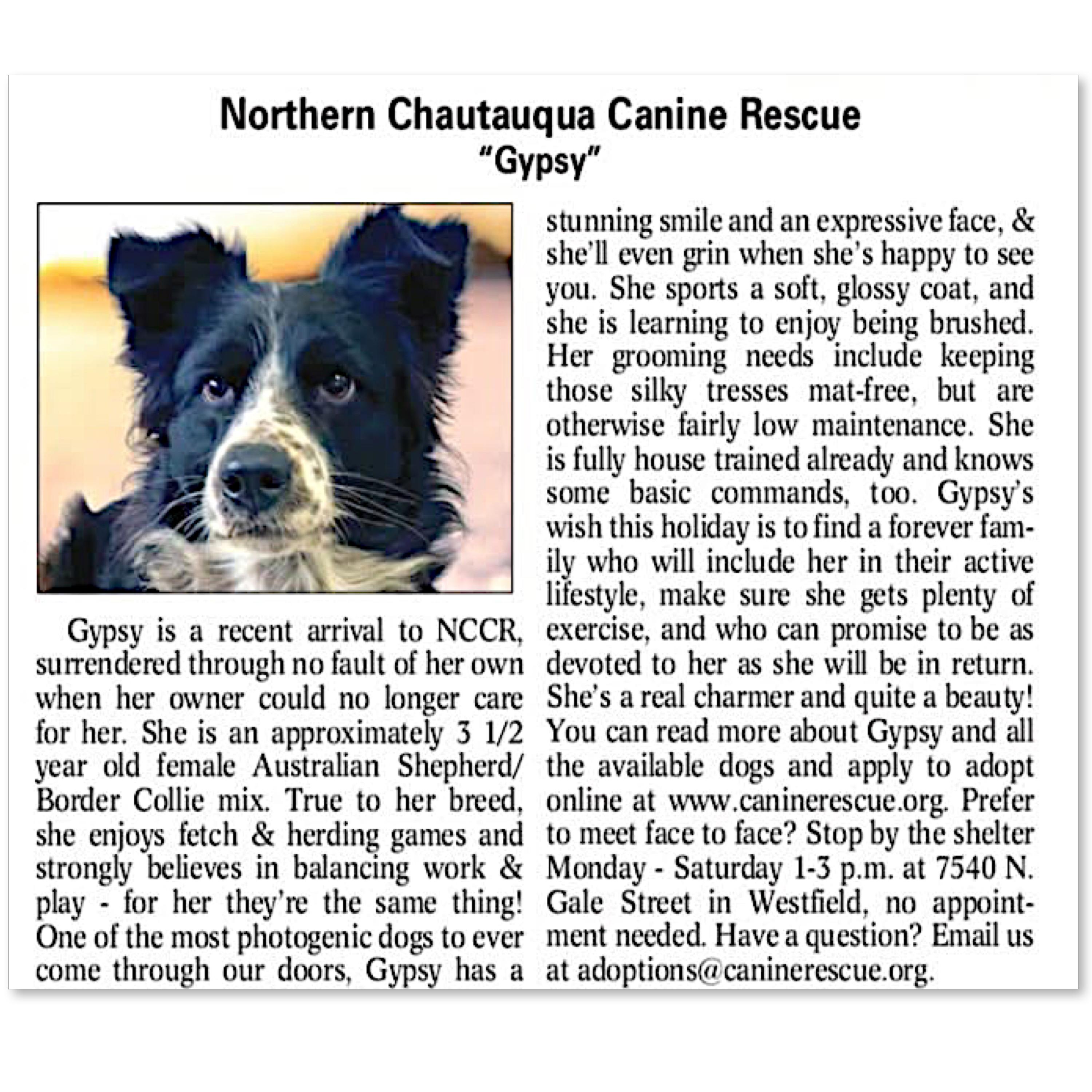 Enlarge Gypsy, a ADOPTABLE mixed breed in Westfield, NY image 2/6