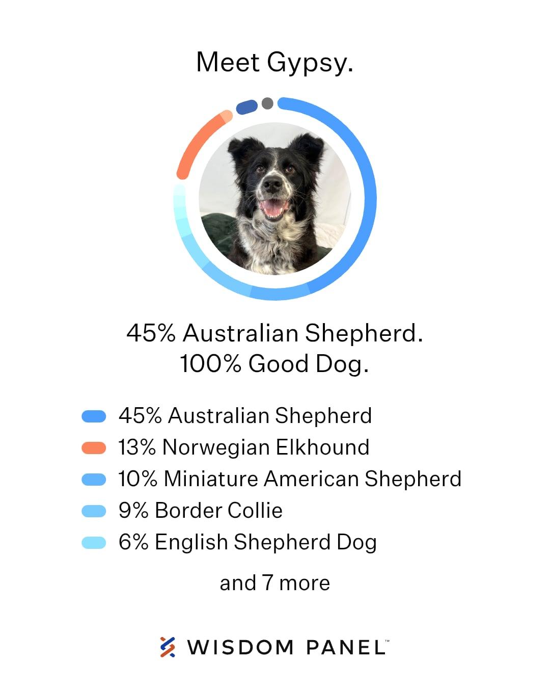 Gypsy, an adoption pending mixed breed in Westfield, NY image 2/6