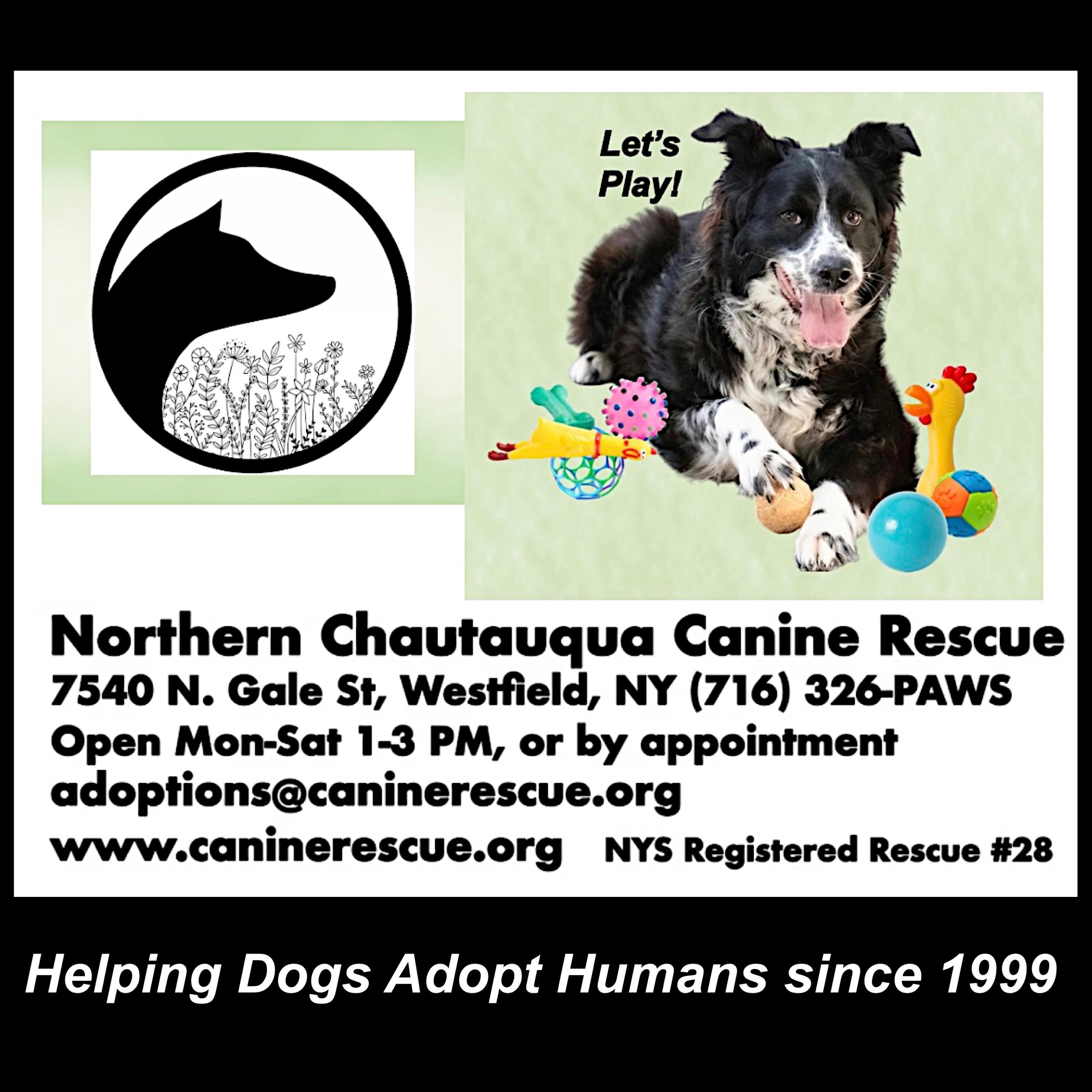 Gypsy, an adoption pending mixed breed in Westfield, NY image 3/6