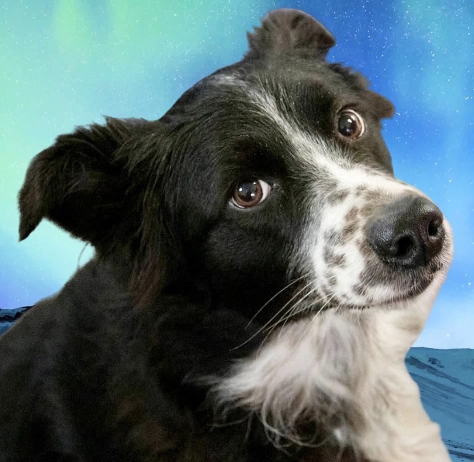 Enlarge Gypsy, a ADOPTABLE mixed breed in Westfield, NY image 6/6