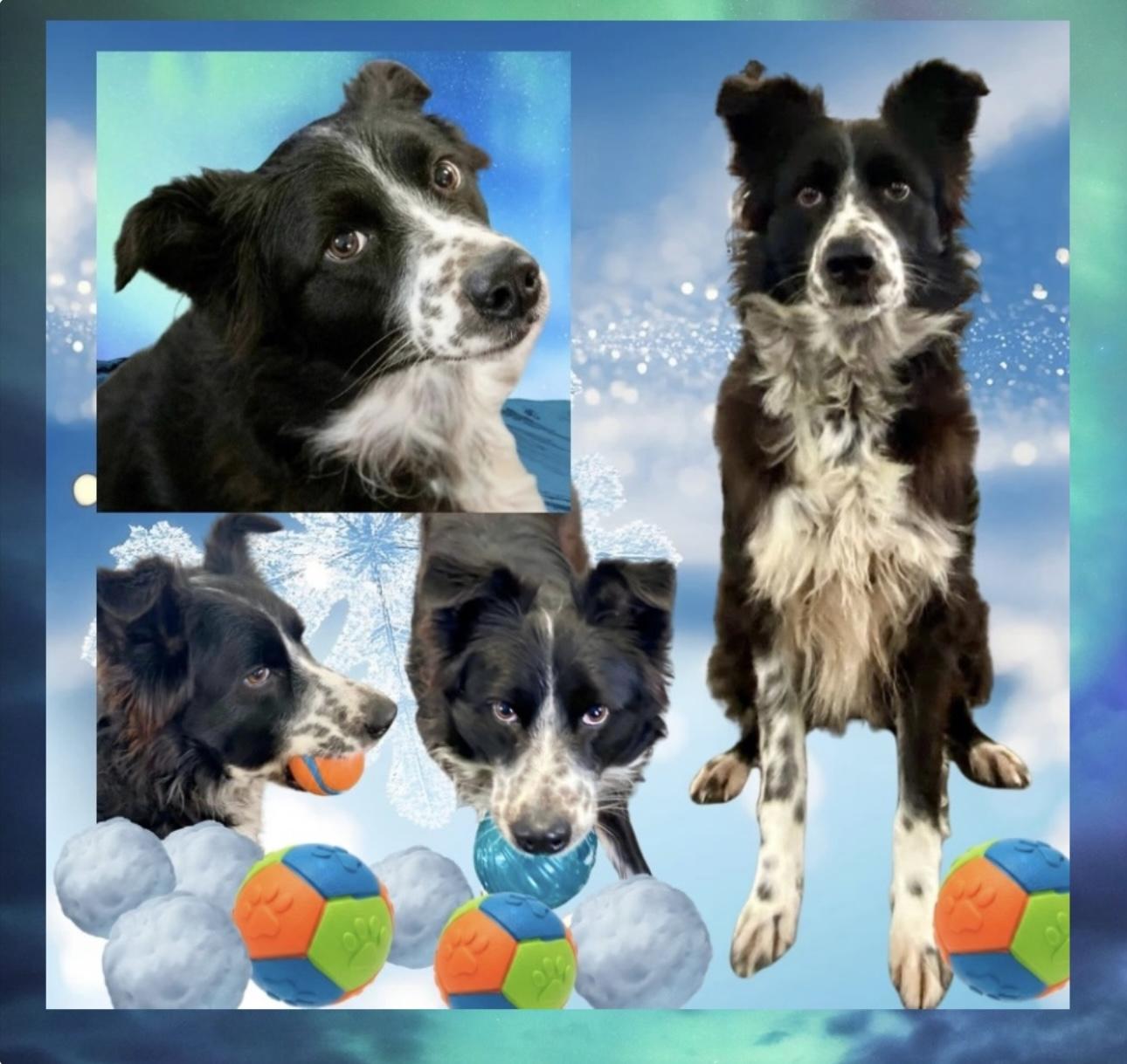 Gypsy, ADOPTABLE, Adult Female Australian Shepherd & Border Collie.