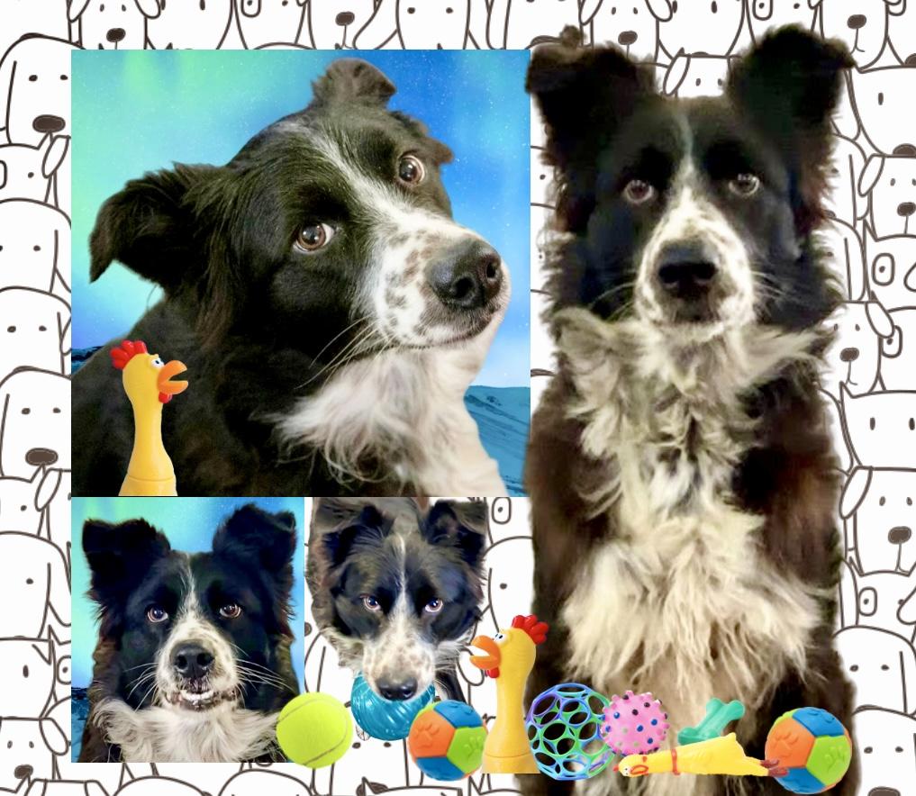 Enlarge Gypsy, a ADOPTABLE mixed breed in Westfield, NY image 3/6