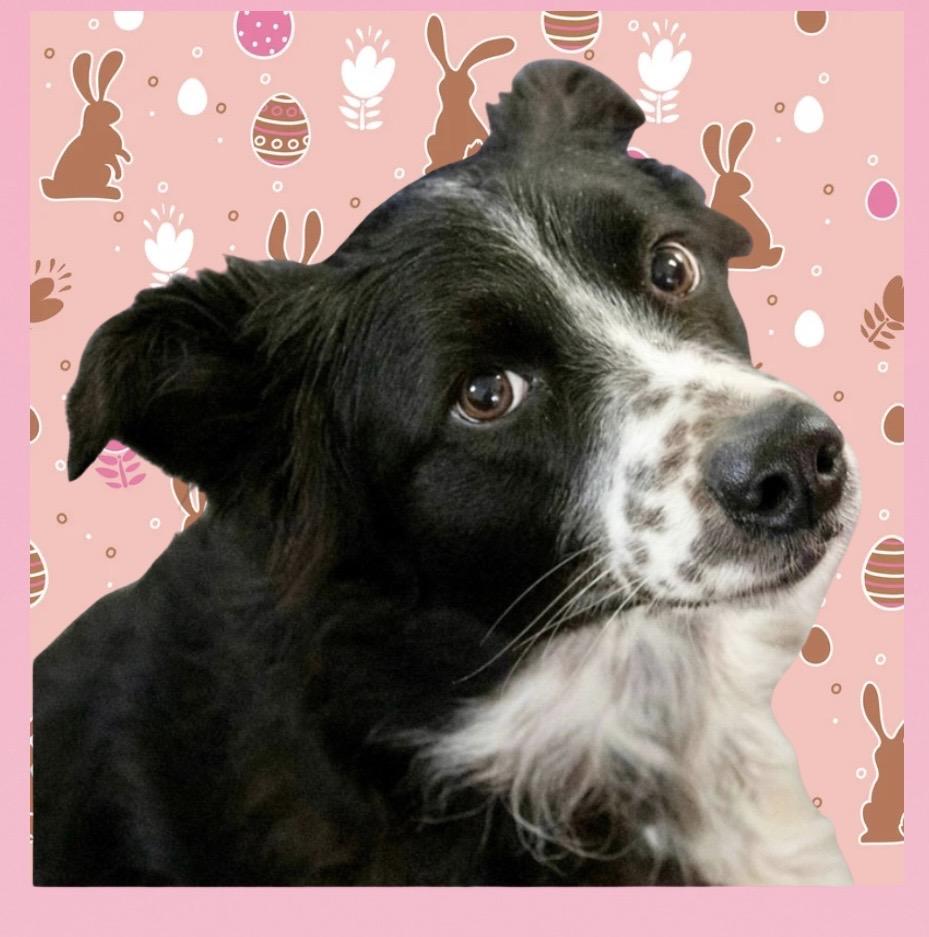 Gypsy, an adoption pending mixed breed in Westfield, NY image 1/6