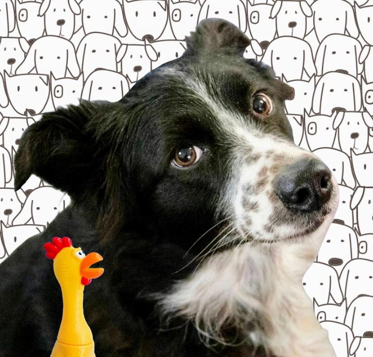 Enlarge Gypsy, a ADOPTABLE mixed breed in Westfield, NY image 1/6