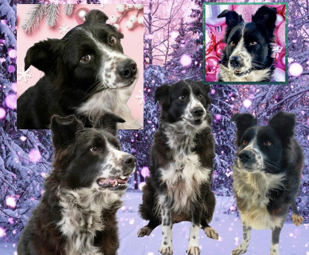 Enlarge Gypsy, a ADOPTABLE Australian Shepherd in Westfield, NY image 3/3