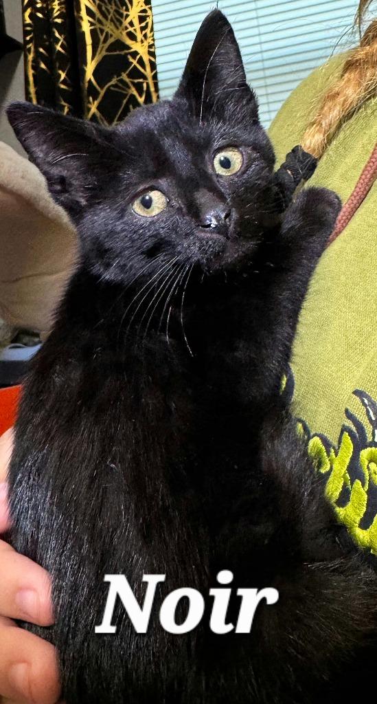 Noir, Adopted, Kitten Male Domestic Short Hair.